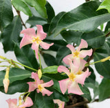 Jasmin étoilé Star of Ibiza rose - Trachelospermum - H 65 cm, pot Ø15 cm