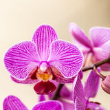 Orchidées surprise unies - 2 Phalaenopsis de même couleur - H 35 cm, pot Ø9 cm