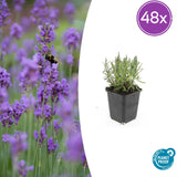 Lavande Munstead en godet - Lavandula angustifolia - H 10-25 cm, pot Ø9 cm