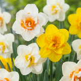 Narcisse double en mélange - 40 bulbes