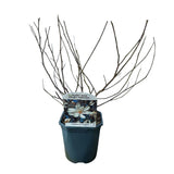 Magnolia étoilé - fleurs blanches - H 45 cm, pot Ø17 cm