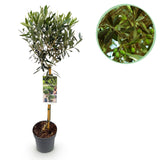 Olivier sur tige - Olea europaea - H 90 cm, pot Ø19 cm