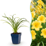 Hémérocalle Stella de Oro - H 15-25 cm, pot Ø11 cm