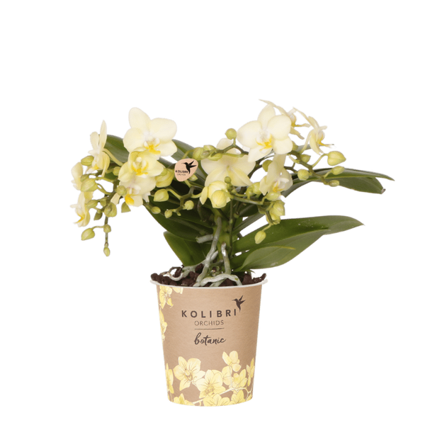 Orchidée Phalaenopsis jaune Botanic Yellow - H 20 cm, pot Ø9 cm