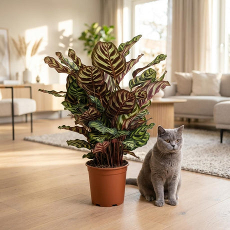Calathea Makoyana – Plante paon | Pot 19 cm