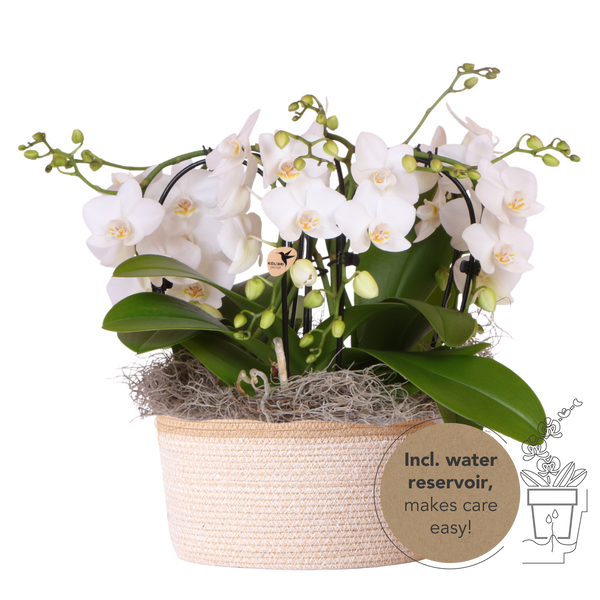 Orchidées Phalaenopsis blanches Niagara Fall en panier Cotton - bouquet retombant de 6 hampes - H 40 cm, pots Ø9 cm