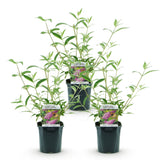 Green boutiQ - Planta de jardín - Buddleja davidii Pink Delight - Arbusto de mariposas - Resistente al invierno - Rosa - 3 plantas - Maceta 17cm - Altura 45cm