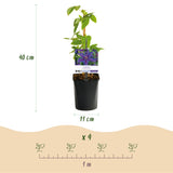 Clématite Mrs N. Thompson - Clematis - lot de 2 plants - H 40 cm, pot Ø11 cm