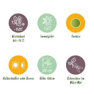 Nandina Lemon & Lime – Lot de 1 – Pot 17 cm – Hauteur 45 cm