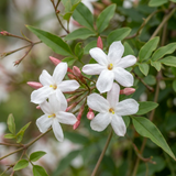 Jasmin officinal - Jasminum officinale - H 35 cm, pot Ø9 cm - photo 3