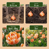 Tulipe Candle Light en mélange - calibre 11/12