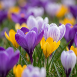 Crocus botaniques en mélange - 400 bulbes