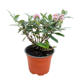Buddleia Butterfly Candy Little Pink - H 20-25 cm, pot Ø12 cm