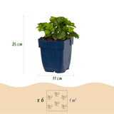 Faux-fraisier - Waldsteinia ternata - H 15-25 cm, pot Ø11 cm - photo 3