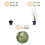 Eulalie Gracillimus - Miscanthus sinensis - H 15-25 cm, pot Ø11 cm - photo 4