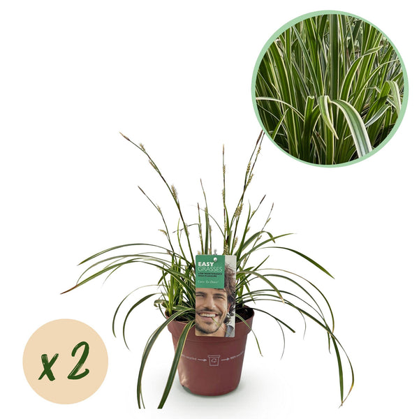 Carex Ice Dance - 2 plants