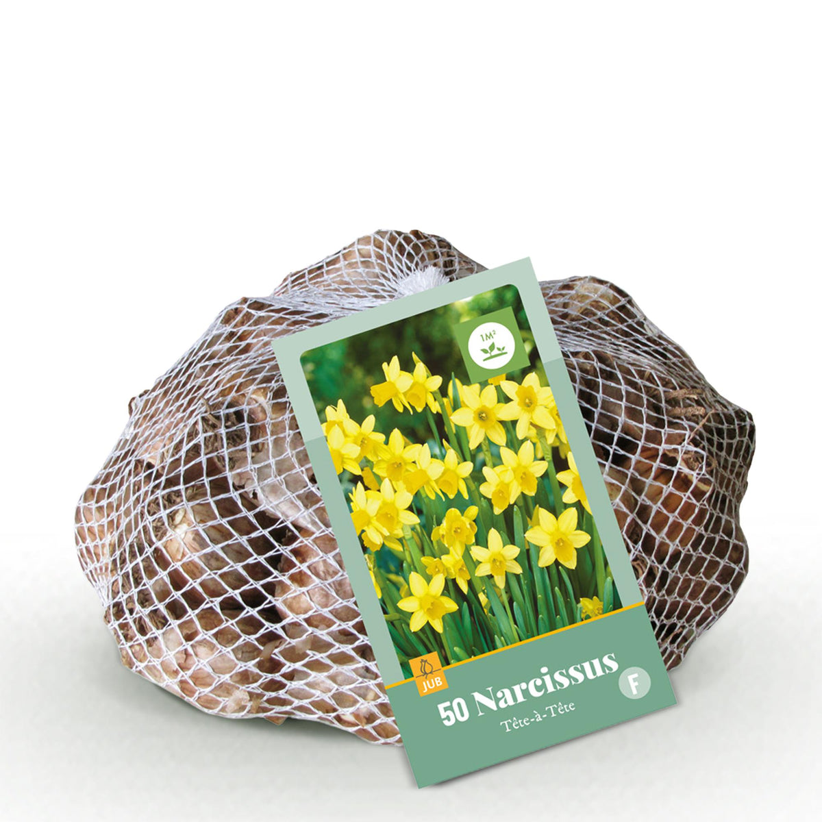 Narcisse Tête-à-Tête - calibre 10/12