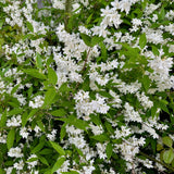 Deutzia gracilis à fleurs blanches - Deutzie - H 45 cm, pot Ø17 cm