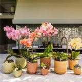 Orchidée Phalaenopsis orange Mineral Bolzano - cache-pot Flare cognac et boîte cadeau - pot Ø9 cm