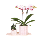 Orchidée Phalaenopsis blanche Mineral Gibraltar et succulente - coffret Oyster - pot Ø9 cm