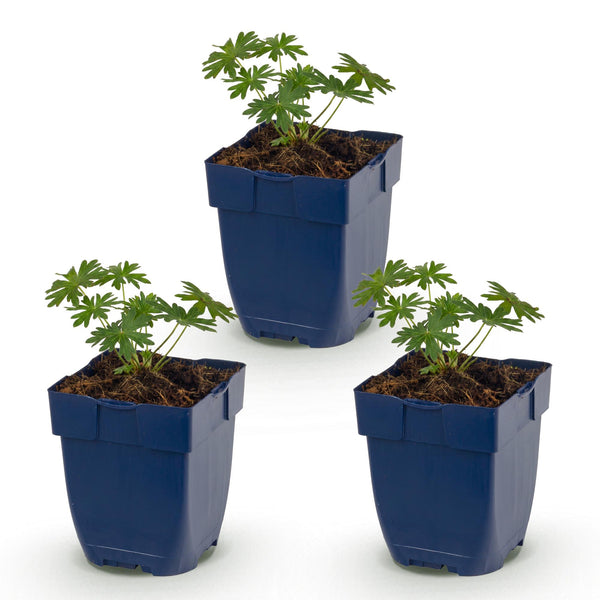 Géranium sanguin Album - H 15-25 cm, pot Ø11 cm