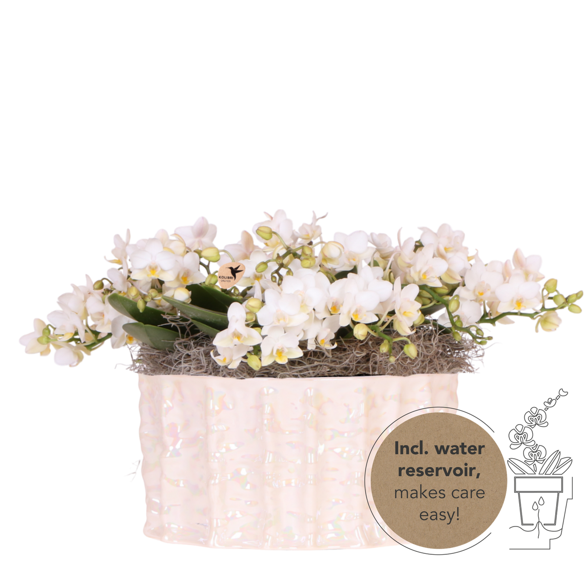 Orchidées Phalaenopsis blanches Botanic Nazare en coupe Oyster - bouquet de 3 - H 30 cm, pots Ø9 cm