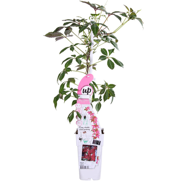 Vigne vierge de Chine - Parthenocissus henryana