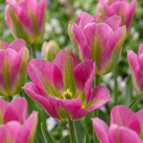 Tulipe Strawberry Lemonade en mélange - 96 bulbes