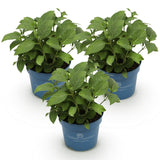 Green boutiQ - Planta de Jardín - Hortensia Endless Summer Azul - Rosa - Blanca - Hortensia - Resistente al Invierno - Azul - Rosa - Blanco - 3 Plantas - Maceta 14cm - Altura 20-25cm