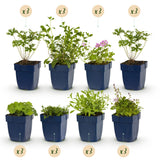 Kit de vivaces couvre-sol - 24 plants pour 3 m² - H 25 cm, pot Ø11 cm