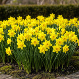 Narcisse Tête-à-Tête - calibre 10/11
