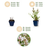 Gaura Whirling Butterflies - H 15-25 cm, pot Ø11 cm