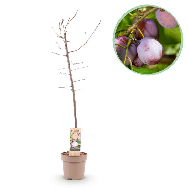 Prunier Opal - Prunus domestica