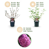Green boutiQ - Planta de jardín - Buddleja davidii Pink Delight - Arbusto de mariposas - Resistente al invierno - Rosa - 3 plantas - Maceta 17cm - Altura 45cm