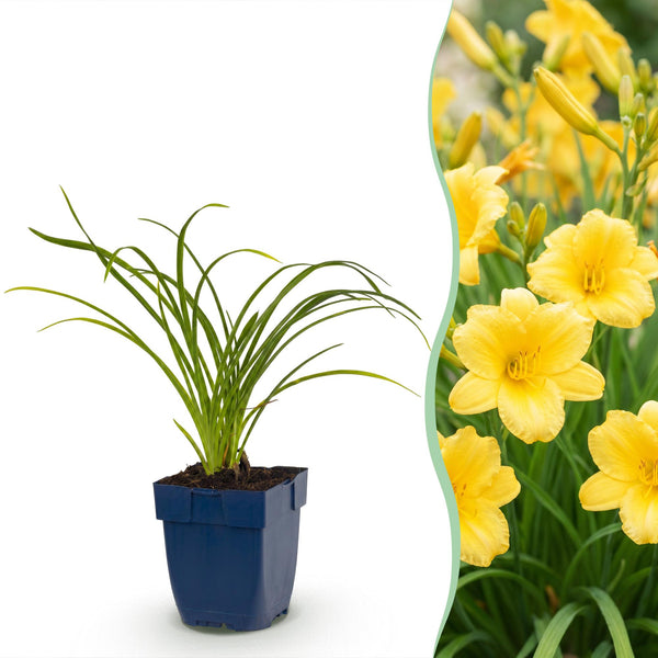 Hémérocalle Stella d'Oro - H 15-25 cm, pot Ø11 cm
