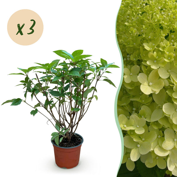 Hortensia paniculé Limelight - Hydrangea paniculata - H 20-30 cm, pot Ø12 cm