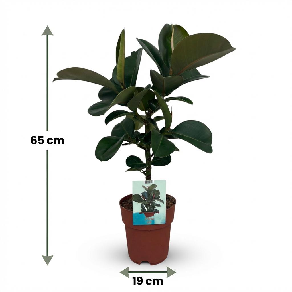 Ficus Elastica Cloe – Plante caoutchouc | Pot 19 cm, Hauteur 60 cm