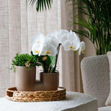 Orchidée blanche Blossom Zurich et succulente en cache-pot double Tube sable - H 40 cm