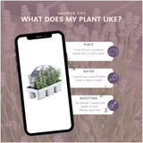 Lavande vraie en godet - Lavandula angustifolia - 72 plants