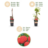 Framboisier Malling Promise - H 50 cm, pot Ø15 cm