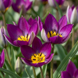 Tulipe botanique Persian Pearl - 100 bulbes