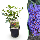 Arbre aux papillons Empire Blue - Buddleja davidii - H 25 cm, pot Ø17 cm