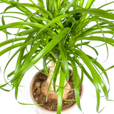 Beaucarnea Recurvata - Tronc