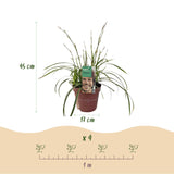 Carex Ice Dance - 2 plants - H 50 cm, pot Ø17 cm