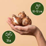 Mélange de bulbes pour jardin sec - calibre 10/12