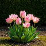 Tulipe double rose - calibre 11/12
