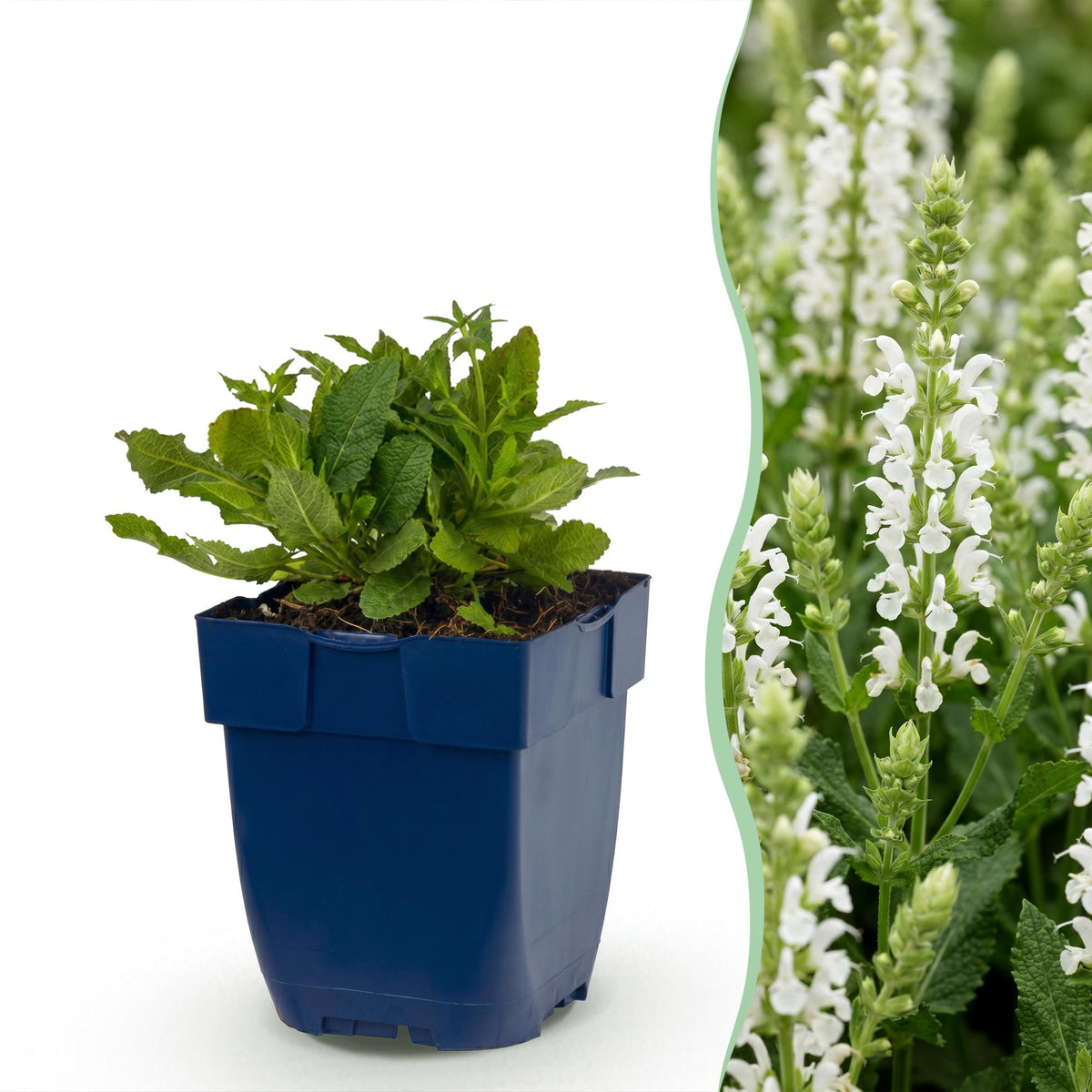 Sauge des bois Snow Hill - H 15-25 cm, pot Ø11 cm