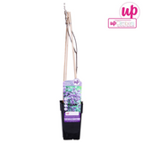 Glycine de Chine Prolific - Wisteria sinensis - H 65 cm, pot Ø15 cm