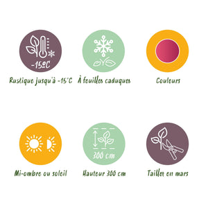 Acer palmatum Phoenix – Lot de 3 – Pot 12 cm