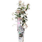 Jasmin étoilé Star of Ibiza rose - Trachelospermum - H 65 cm, pot Ø15 cm